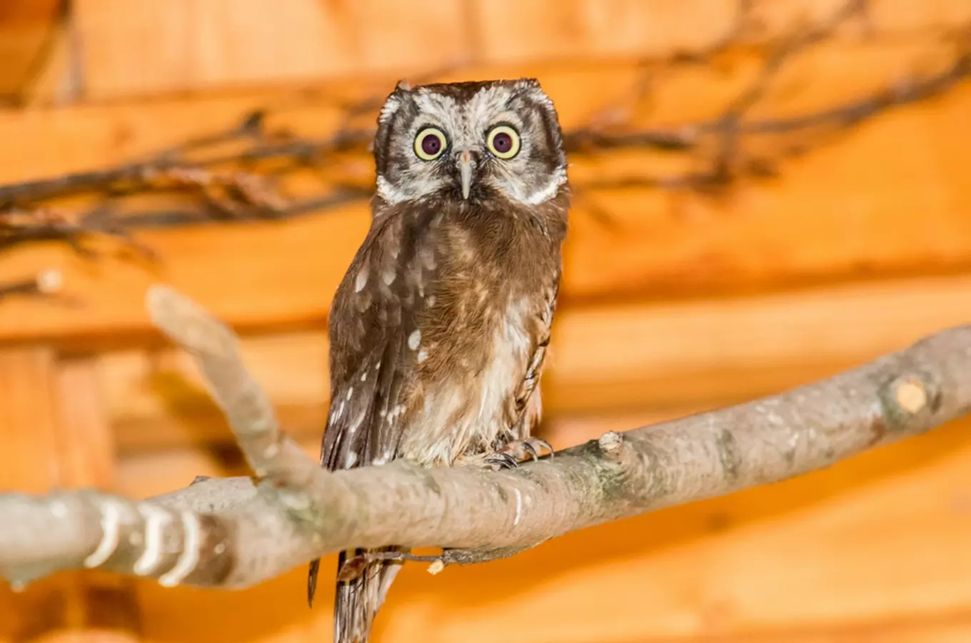 Zoo Ostrava představila nové voliéry pro sovy a orly