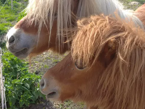 Shetlandský pony 