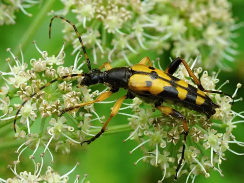 Entomologická exkurze 2025 – Baška