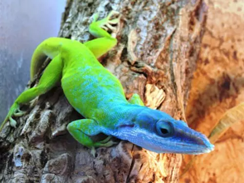 Minizoo Stanice přírodovědců DDM na Smíchově