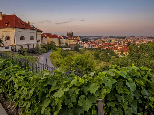 Znáte pražské vinice? 