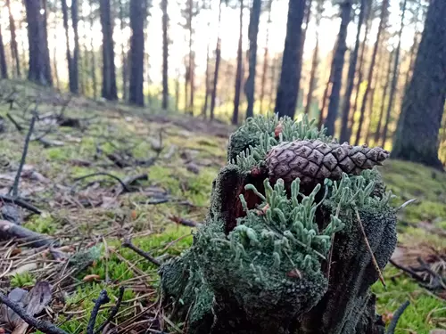 Nedělní skupinová lesní terapie s Josefem