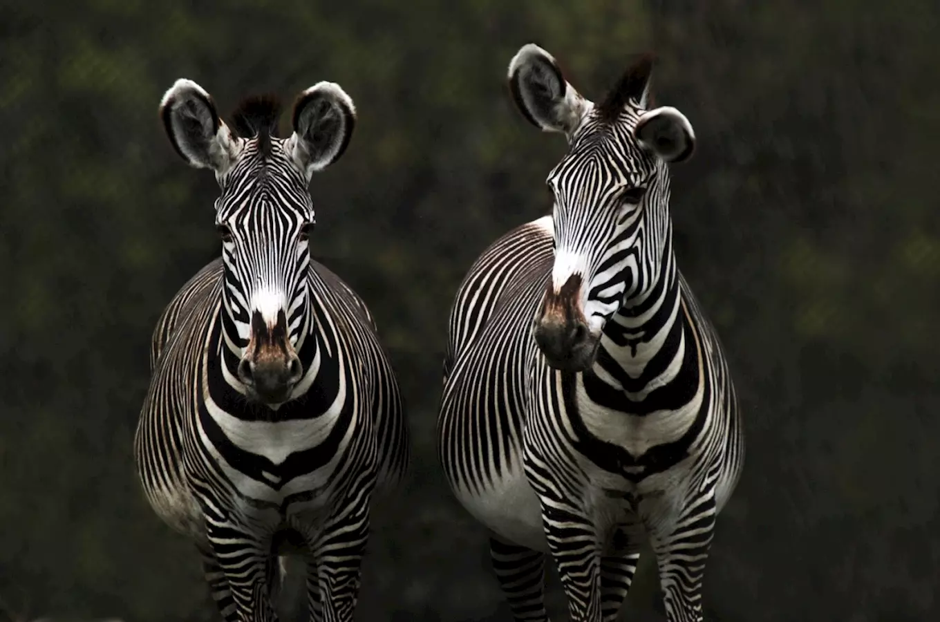 Zoo Ostrava – Zoologická zahrada a botanický park v Ostravě