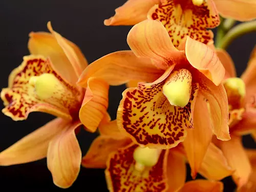 Výstava orchidejí, exotických rostlin a zvířat v Jihočeském muzeu