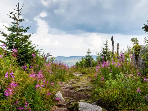 Šumava, Kudy z nudy, výlet do přírody