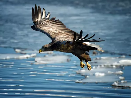 Ornitologický výlet Berounka – pozorování mořských orlů a dalších zimujících opeřenců