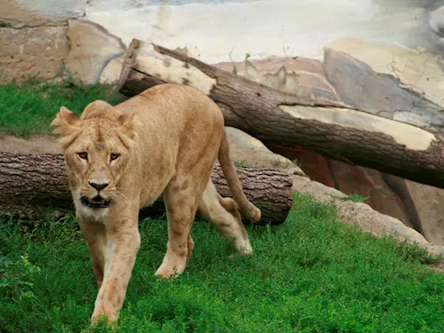 Lvi se vracejí do Zoo Brno – otevření expozice pro lvy konžské