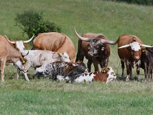 Domácí chov longhornů