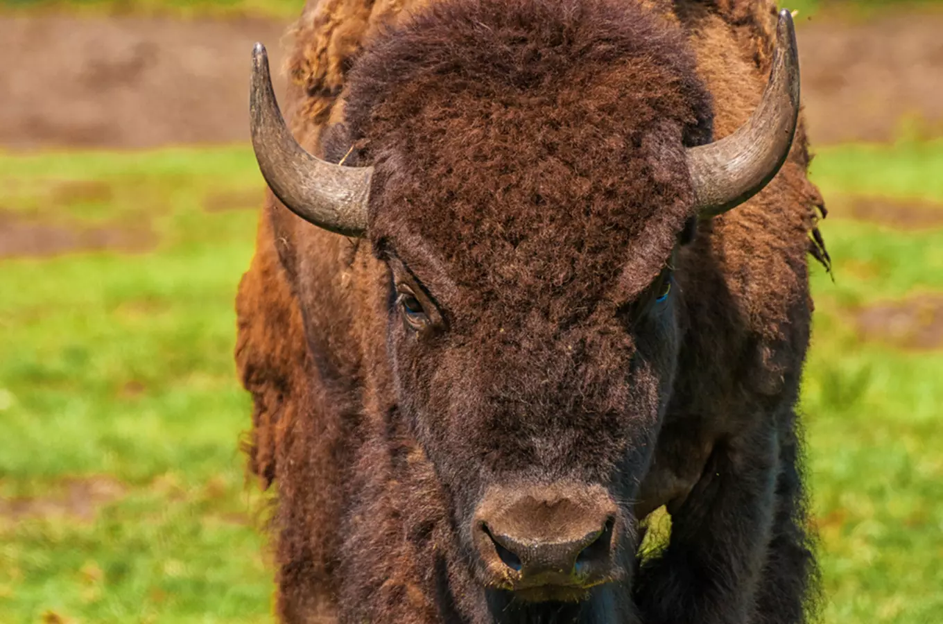 Výběh bizonů ve Vysokém Chvojně – uzavřeno