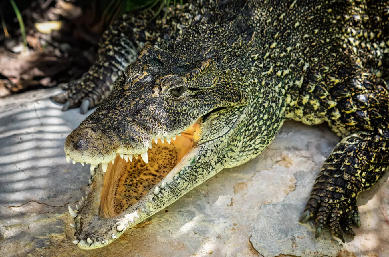 Krokodýlí zoo Protivín