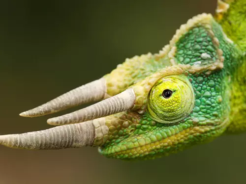 Zoopark Zájezd – největší kolekce chameleonů na světě