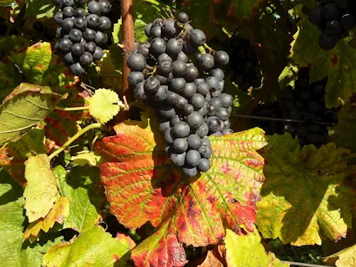 Vinselekt Michlovský – kvalitní vína z Rakvic