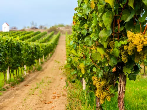 Dovolená mezi vinicemi: letní opojení na vinařských stezkách