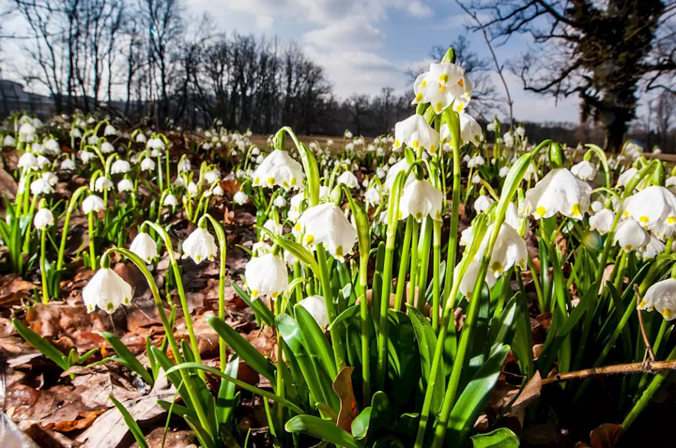 V zámeckém parku v Kostelci nad Orlicí začínají kvést tisíce bledulí a sněženek