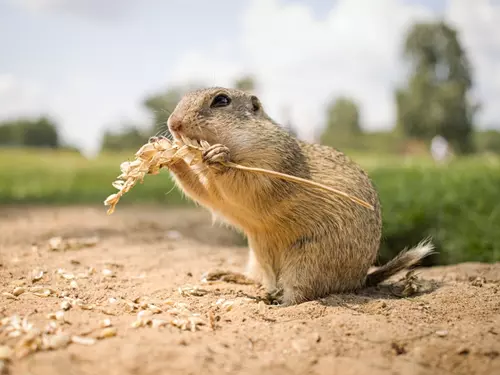 Brněnská zoo pomáhá navracet ohrožené sysly na Jižní Moravu