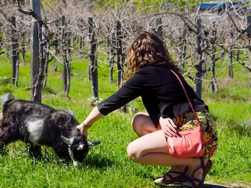 Hroznová koza – originální vinařská tradice z jižní Moravy
