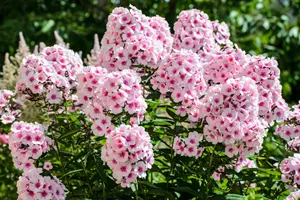 Phlox paniculata