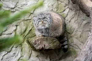 manul