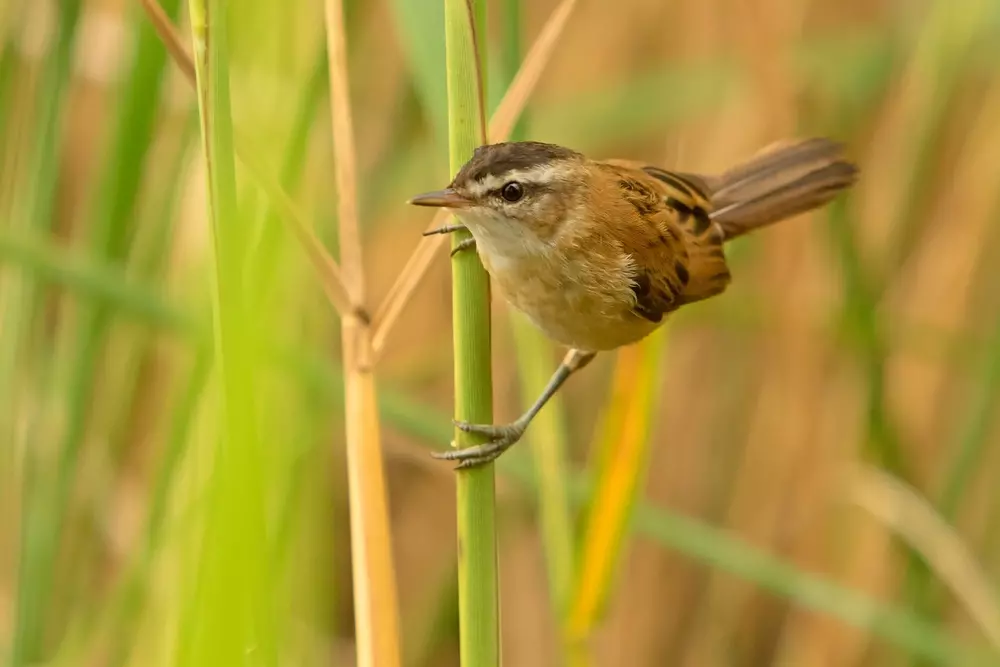 rákosník Acrocephalus