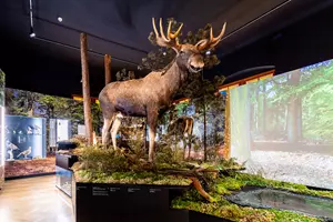 jihočeské muzeum