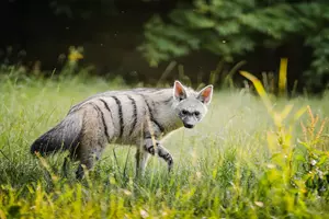 hyena west cape