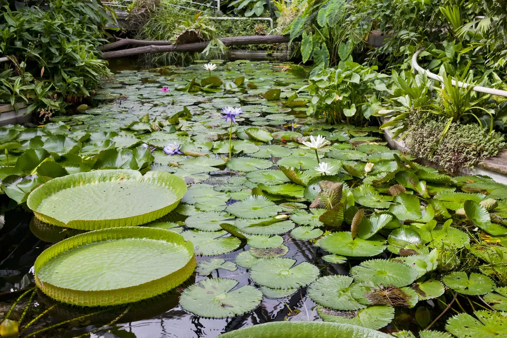 botanická zahrada na slupi