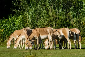 zoo ostrava