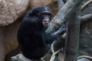 šimpanz hornoguinejský zoo ostrava