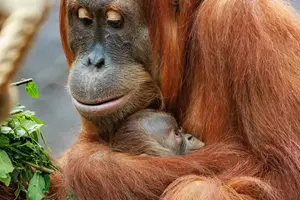 zoo praha orangutanice