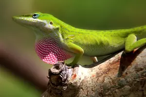 Anolis marmoratus