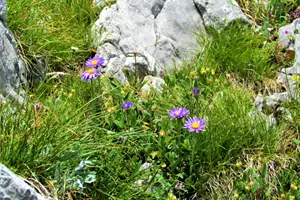 aster alpinus