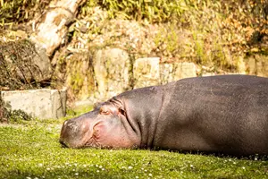 zoo ostrava