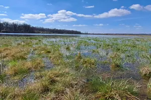 floodplain forests confluence
