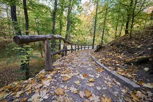Cibulka