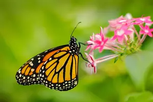 motýl botanická