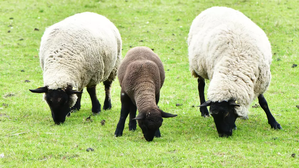 Ovis orientalis aries
