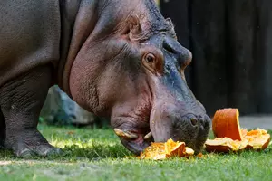 zoo ostrava