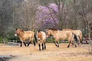 Zoo Praha Gobi