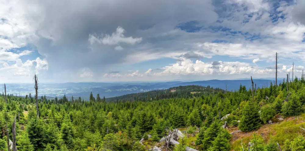 divočina šumava