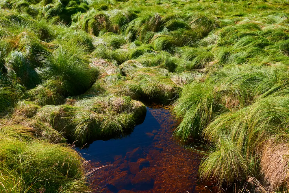 šumava