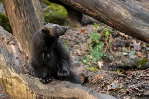 zoo děčín