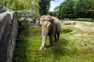 sloni zoo ostrava