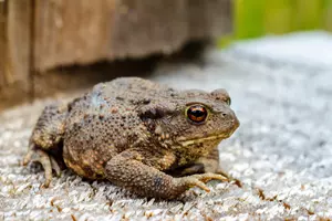ropucha obecná