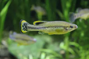 Ilyodon whitei
