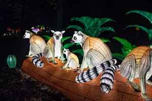 světelná zoo