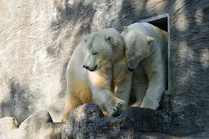 zoo praha_medvědi_