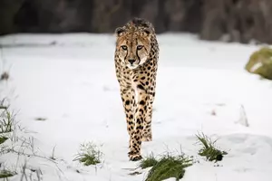 Safari Park