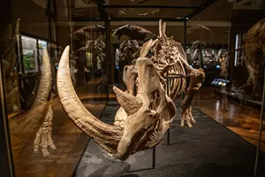 Okna do pravěku Národní muzeum