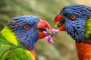zoo praha
