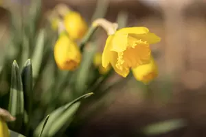 narcis